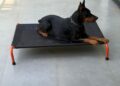 What 11,000+ Pet Parents Have Taught CanineJoy Gears About Building Better Products
