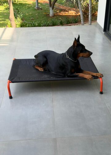 What 11,000+ Pet Parents Have Taught CanineJoy Gears About Building Better Products