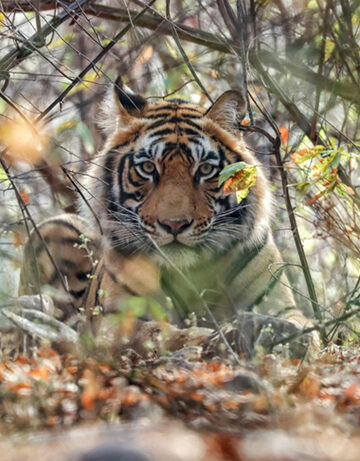 Beyond Ranthambore: Madhya Pradesh’s Quiet Wildlife Tourism Boom