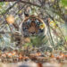 Beyond Ranthambore: Madhya Pradesh’s Quiet Wildlife Tourism Boom
